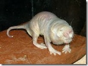 Naked mole rats picture