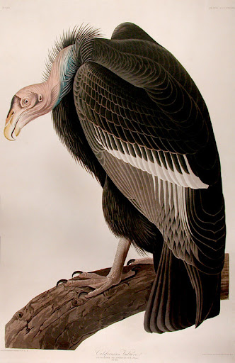 john james audubon, california vulture