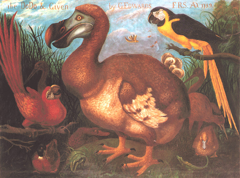 g. edwards, the dodo & given, 1759