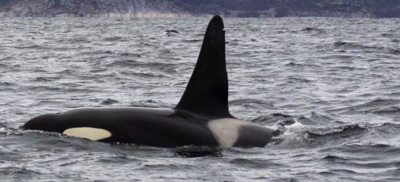 orka