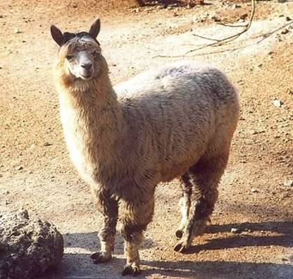 alpaca