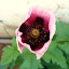 Wild poppy