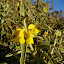 Plomis fruticosa