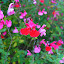 Salvia microphyla