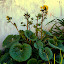 Farfugium japonicum