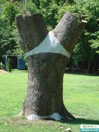 Funny tree shape