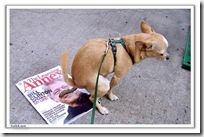 dog-poops-on-president-clinton