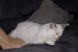 DSC05037.JPG
