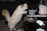 Grace in perlustrazione, il suo primo giorno in casa (17 ottobre 2007)