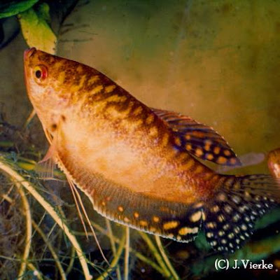 Goldener Fadenfisch - Zuchtform des Trichogaster trichopterus