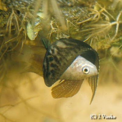 Rundschwanzmakropode - Macropodus ocellatus
