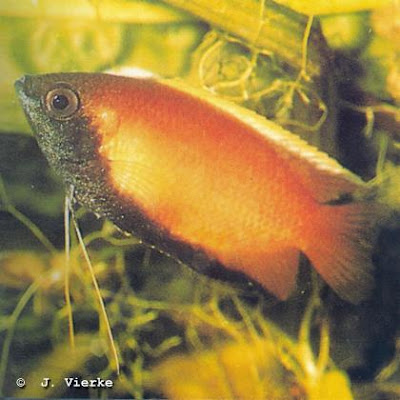 Honigfadenfisch Colisa chuna, Männchen