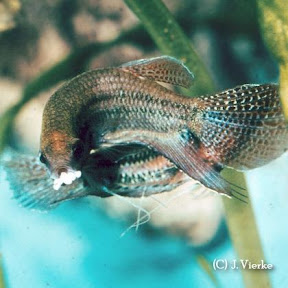 Knurrender Gurami - Trichopsis vittata
