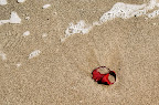Rosas en el mar