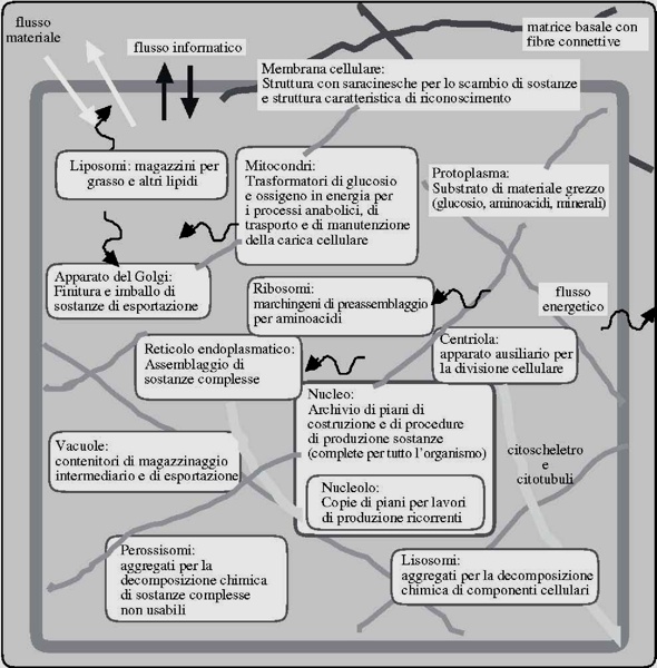 Funzioni di organelli