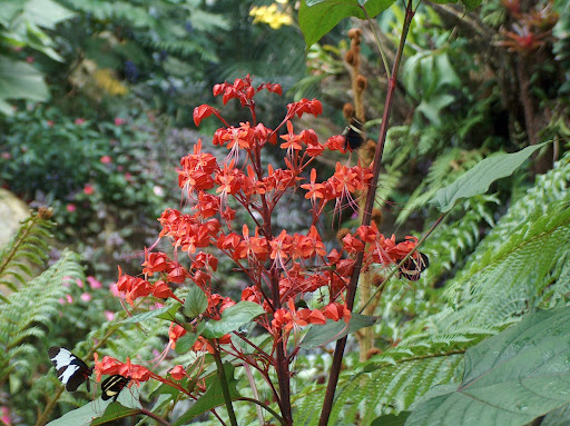 Red Flowers (courtesy of Victor Alvarez)