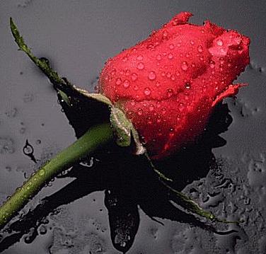 My Photo