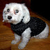long loom dog sweater