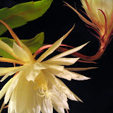 Night Blooming Cereus