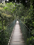 Treetop walk
