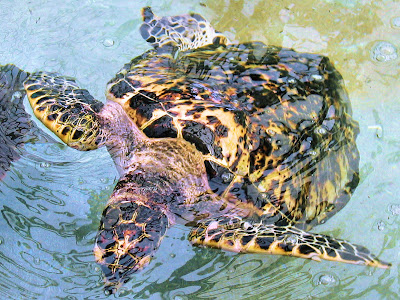 Guest at the Turtle Sanctuary