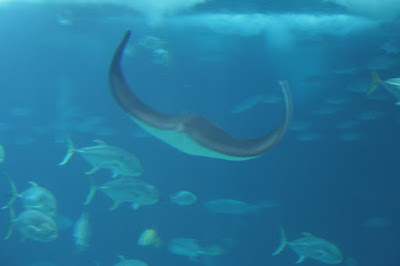 Raia no Oceanário de Lisboa