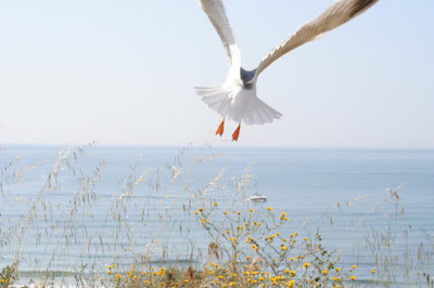 Gaivota a levantar vou em direcção ao mar da Praia da Rocha