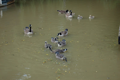 Geese andngs gosli