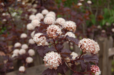 Flower spray