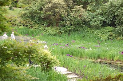 Japanese Iris area