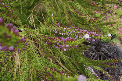 Fabiana imbriata Violacea