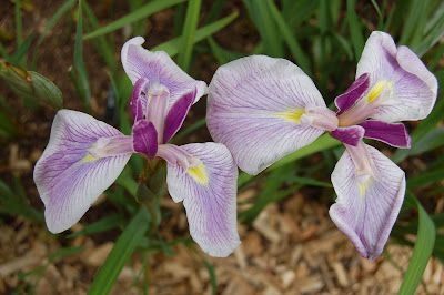 Iris Ensata Yatsugatake