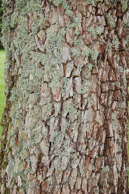 Cornus Wilsonii bark