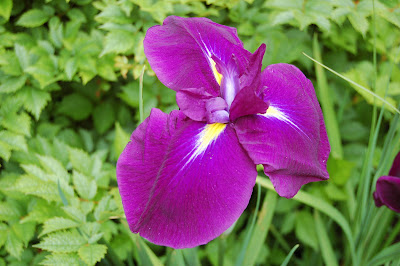 Iris ??