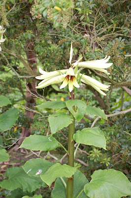 Cardiocrinum gigantea
