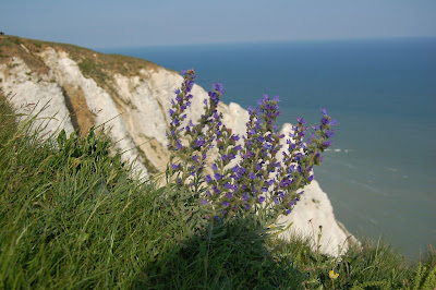 Bugle plant - Beachy Head