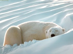 Oso Polar
