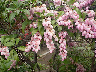 アセビの花