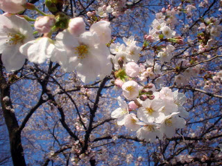 手前桜