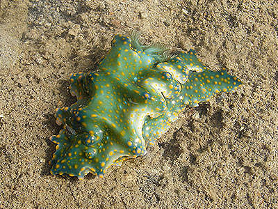 Nudibranch, Ceratosoma sinuata