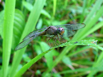 Dragonfly