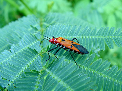 Cotton stainer bug