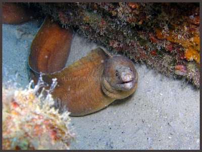 Morray Eel Redang