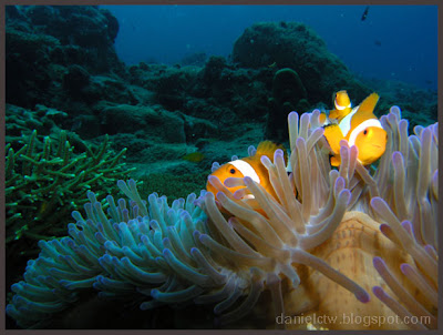 Clownfish Redang