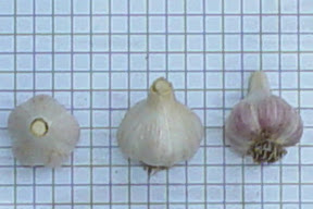 Metechi