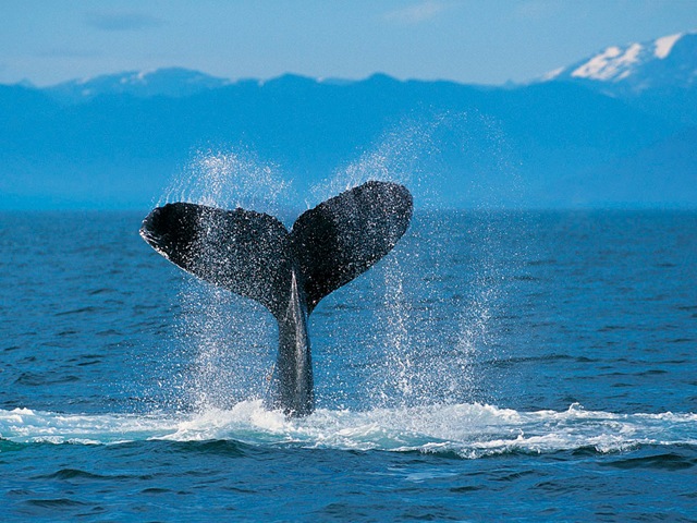 [Humpback Whale[2].jpg]