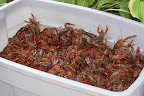 CRAWFISH BOIL 003.jpg