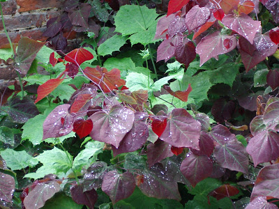 Walled Garden Scampston