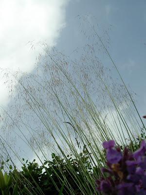 Tall grass