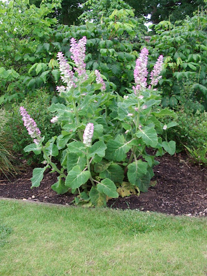 Walled Garden Scampston